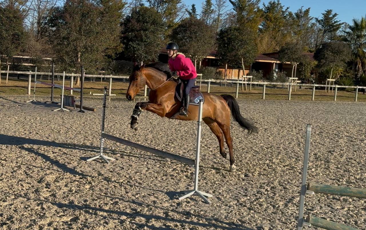 Magnifique hongre SF 