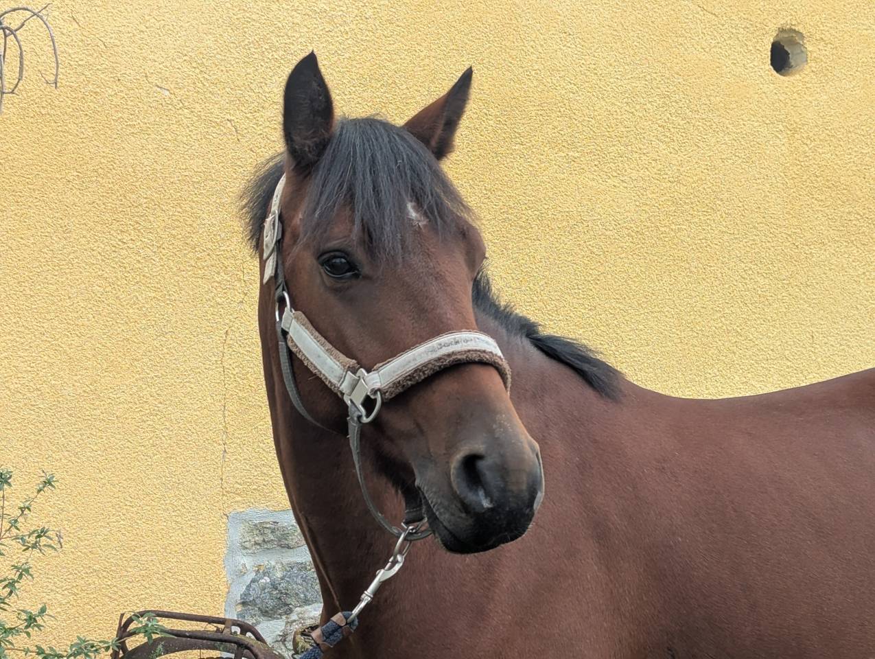 hongre connemara 5ans