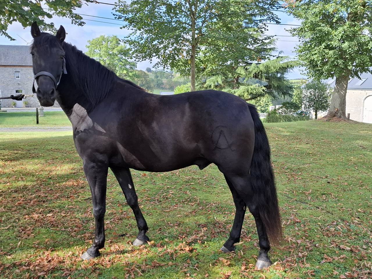 Magnifique hongre 7ans Pure Race Espagnole