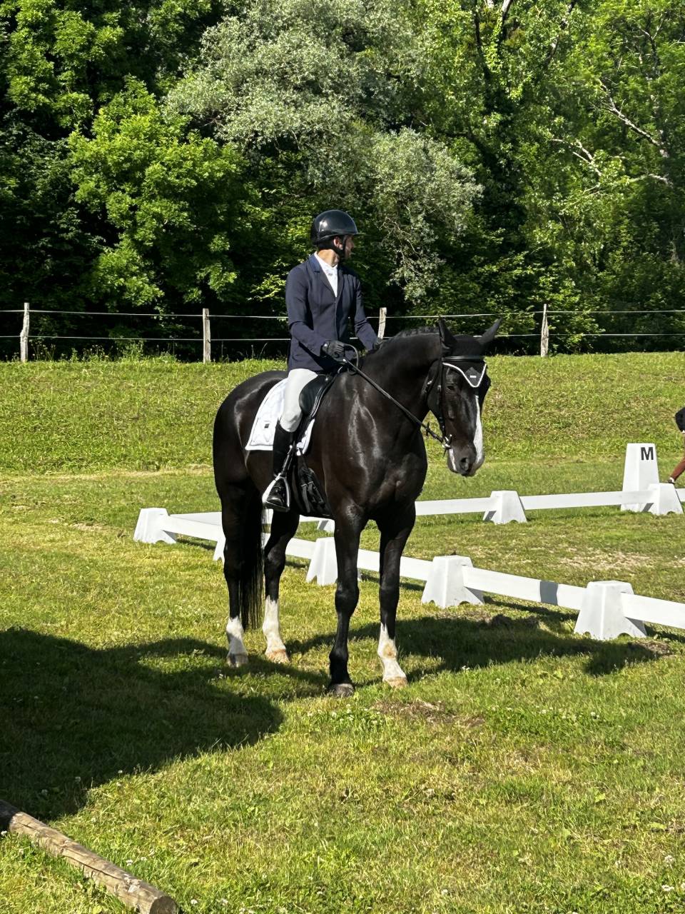 Magnifique Selle Français 