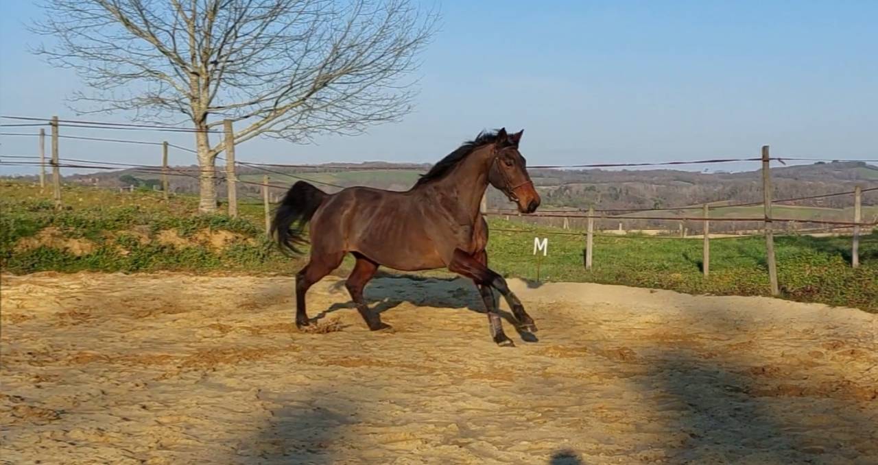 Pouliche PFS taille D