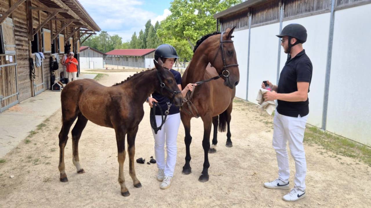 Pouliche PFS taille D