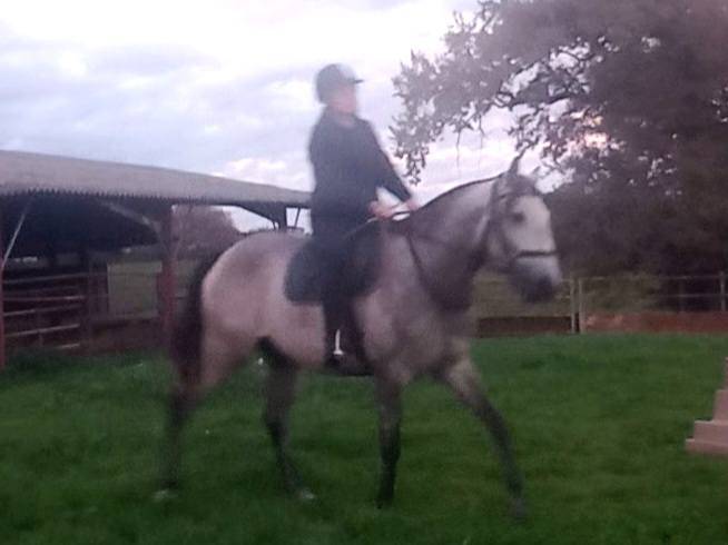 Très beau et gentil lusitanien PP hongre 3ans 1/2