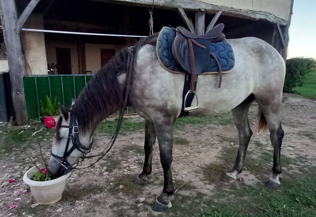 Très beau et gentil lusitanien PP hongre 3ans 1/2