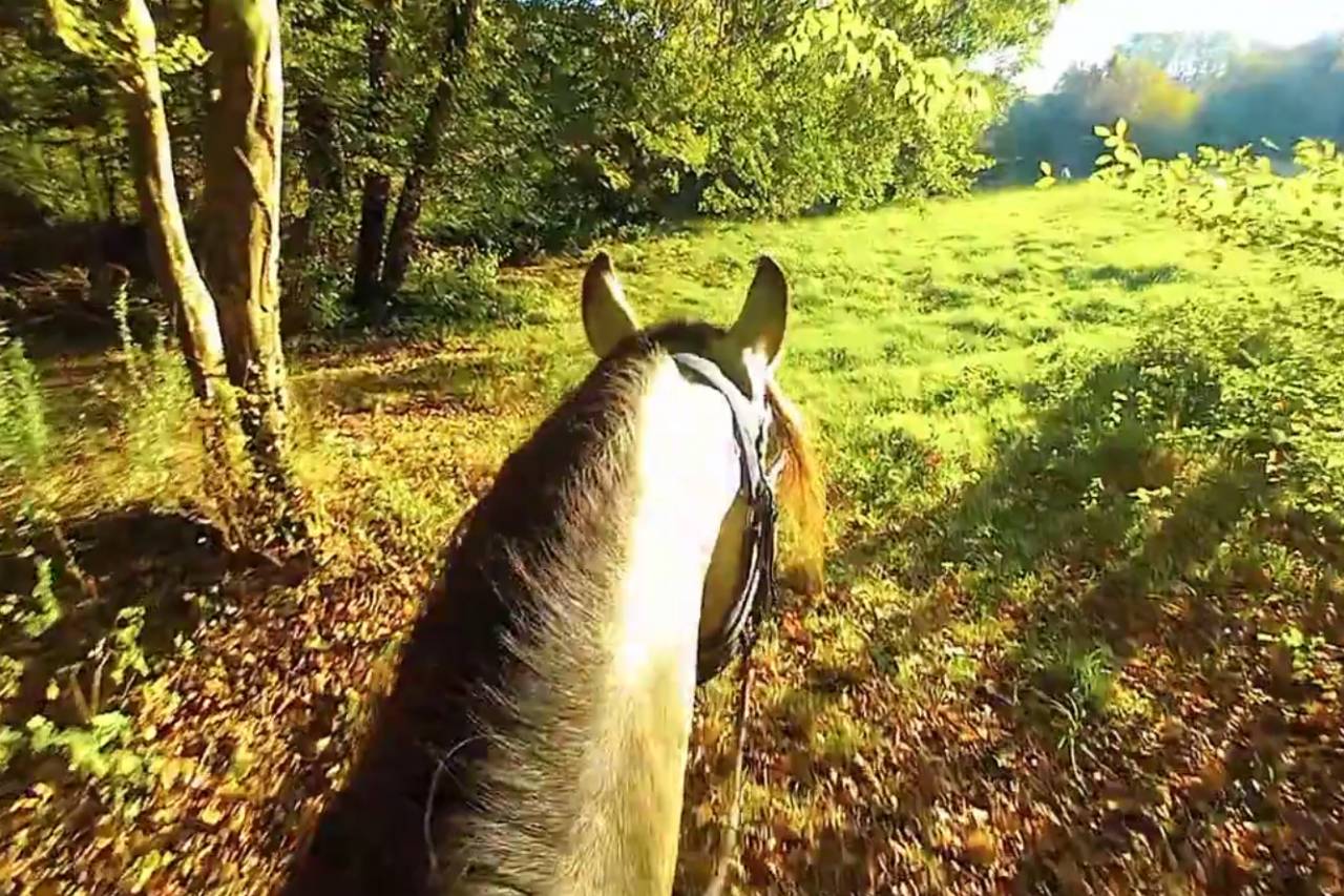 Très beau et gentil lusitanien PP hongre 3ans 1/2