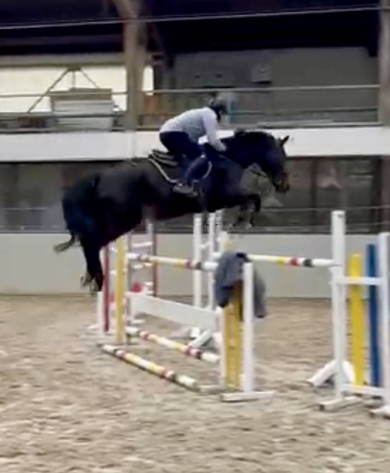 CHEVAL DE GRAND PRIX POUR AMATEUR 