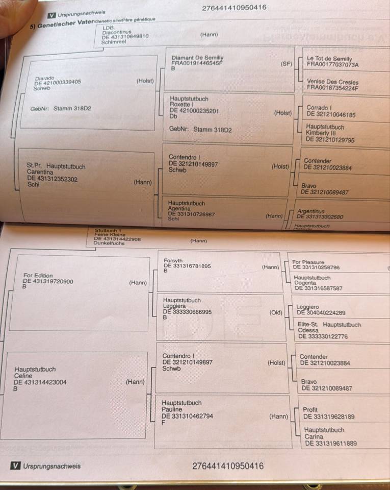 CHEVAL DE GRAND PRIX POUR AMATEUR 