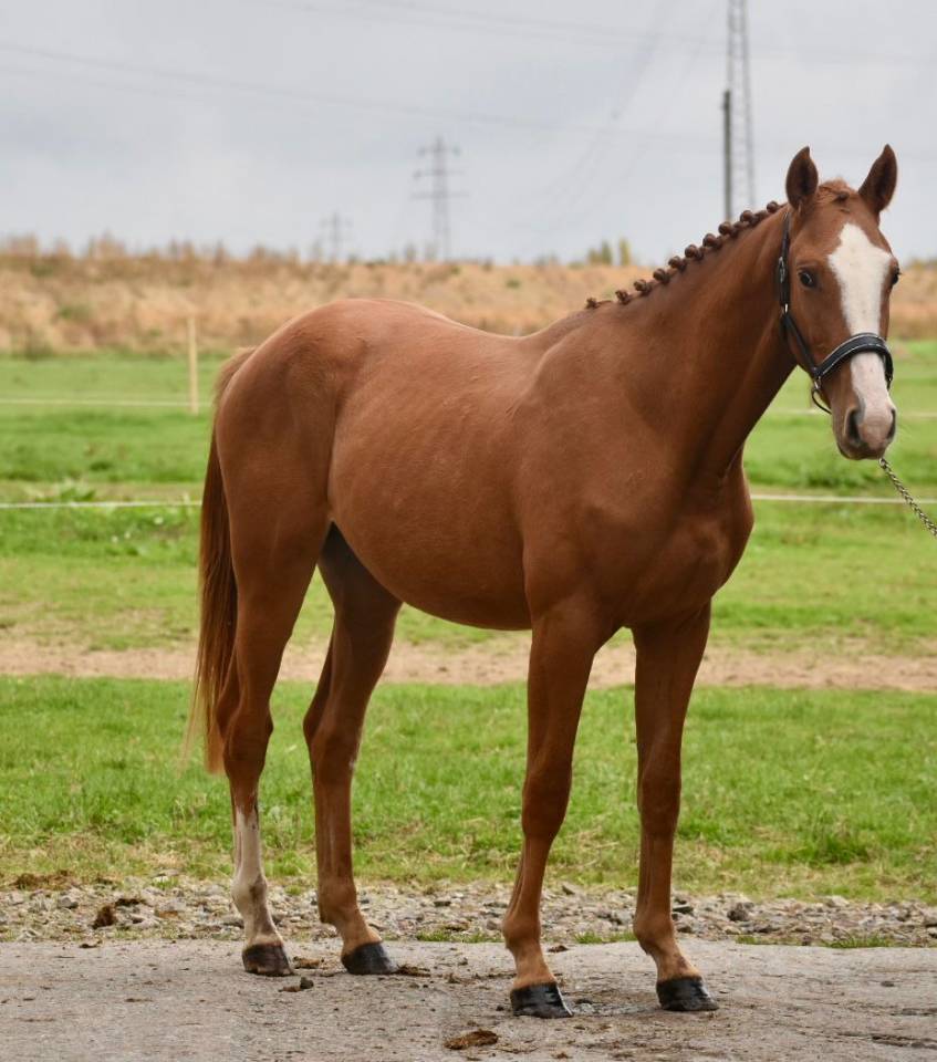 JEUNE CHEVAL 