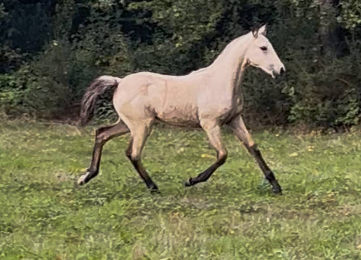 Magnifique pouliche Isabelle 