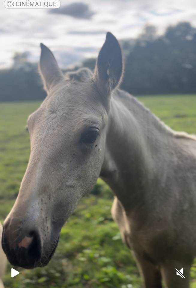 Magnifique pouliche Isabelle 