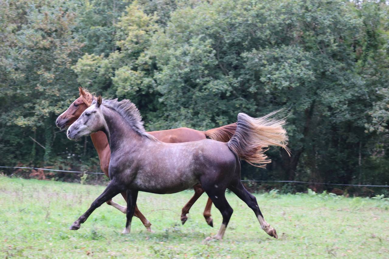 Hongre Pur-sang Arabe 