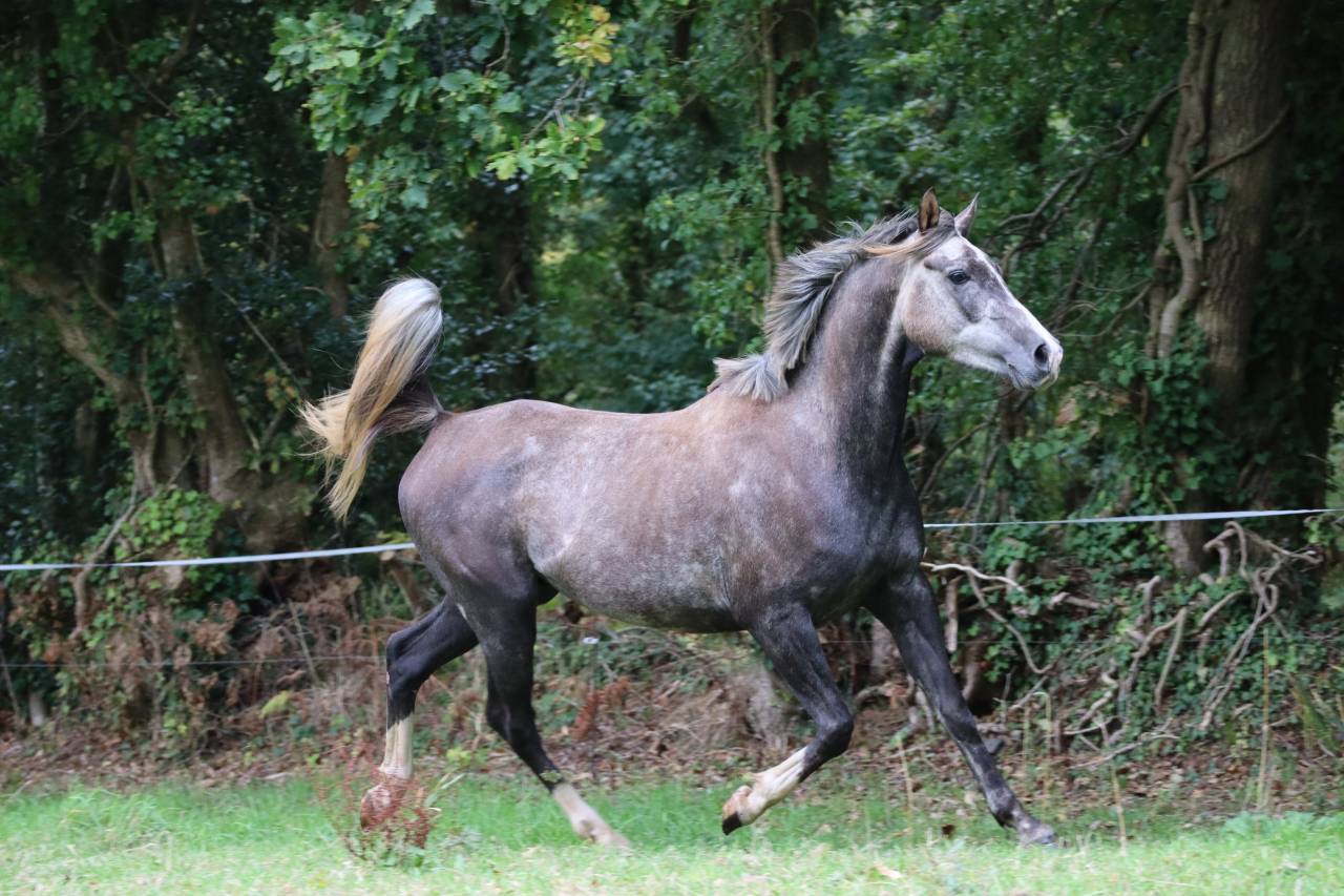 Hongre Pur-sang Arabe 