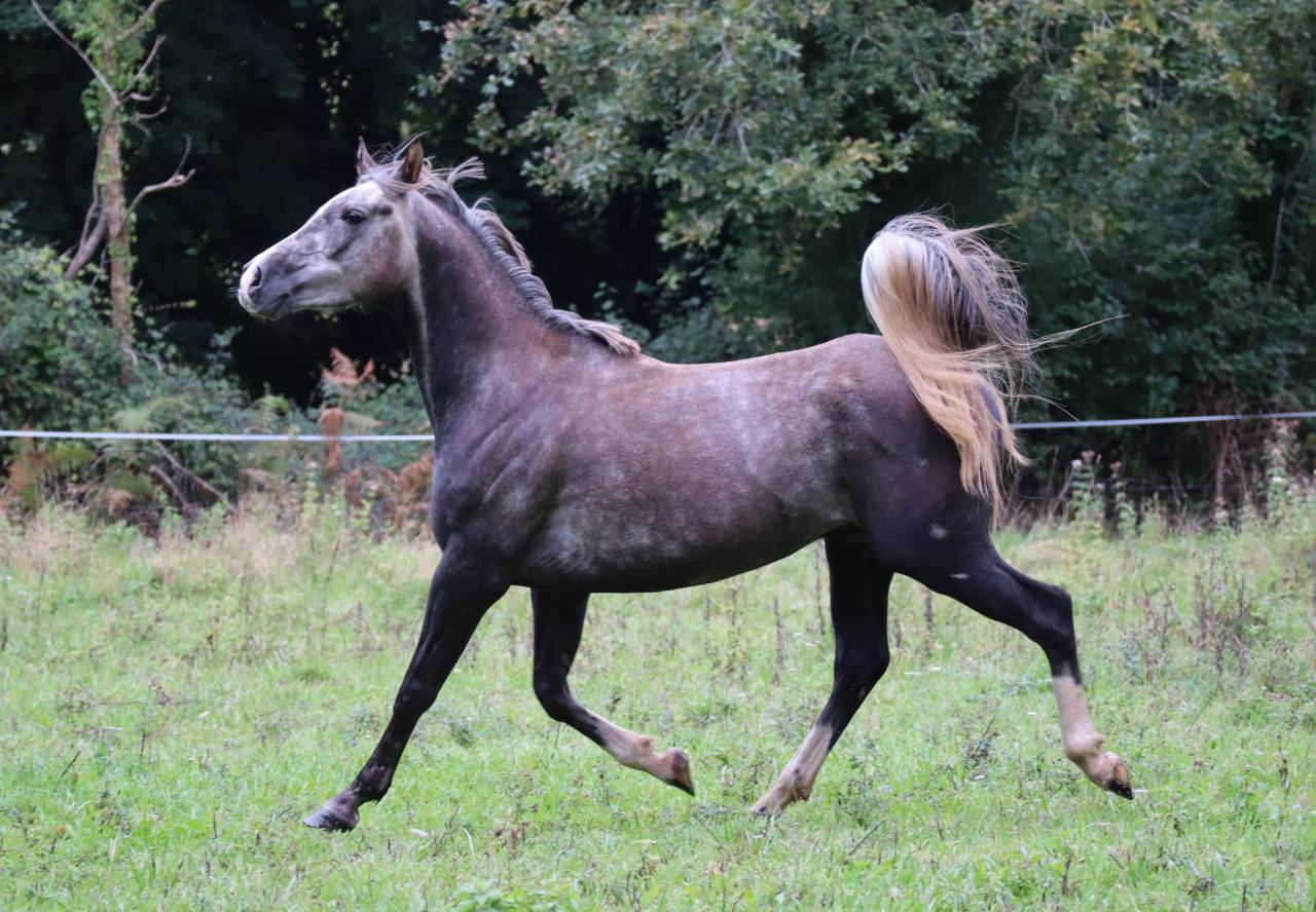 Hongre Pur-sang Arabe 