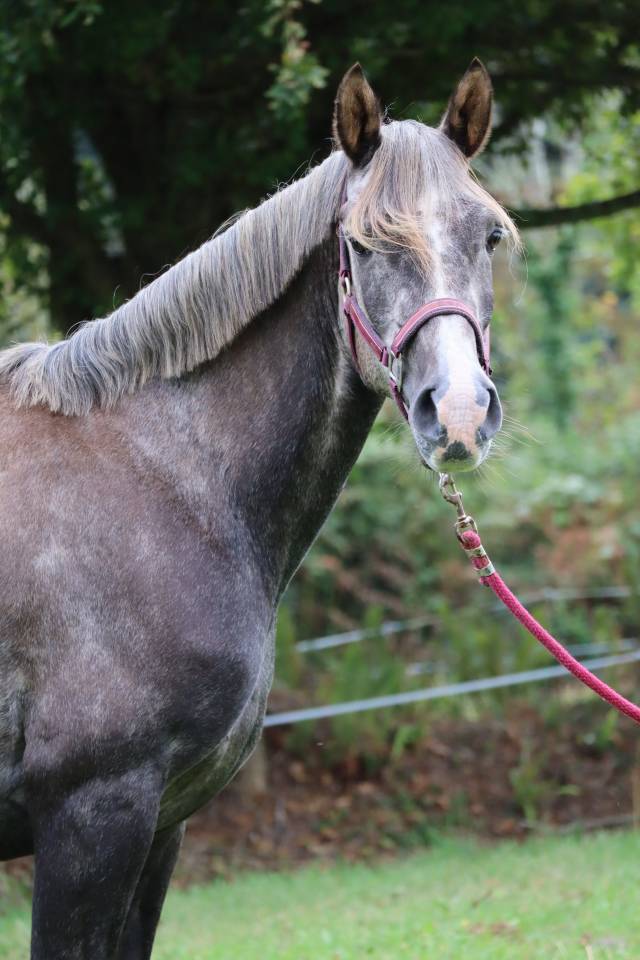 Hongre Pur-sang Arabe 