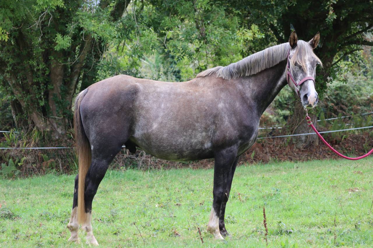 Hongre Pur-sang Arabe 