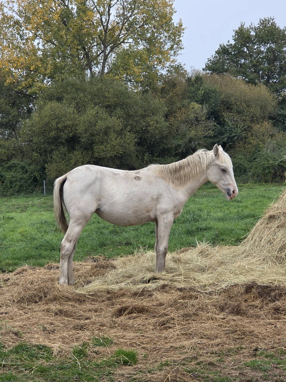Pouliche OC palomino de l’année 