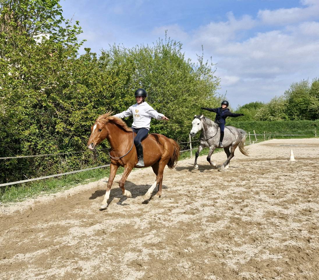 Poney Champion à vendre ! 