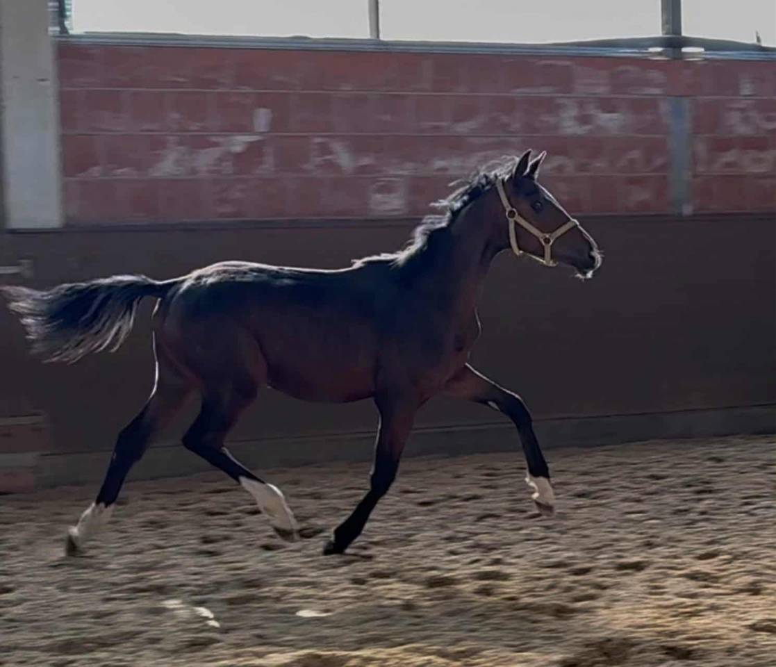 Pouliche Oldenbourg - excellentes origines