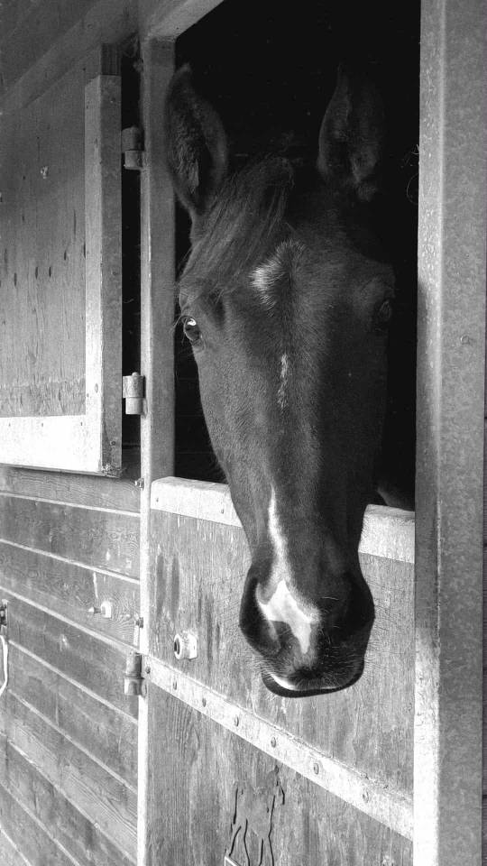 Pouliche Oldenbourg - excellentes origines