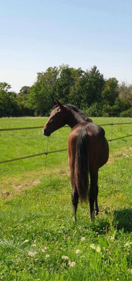 Pouliche Oldenbourg - excellentes origines