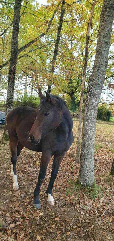 Pouliche Oldenbourg - excellentes origines