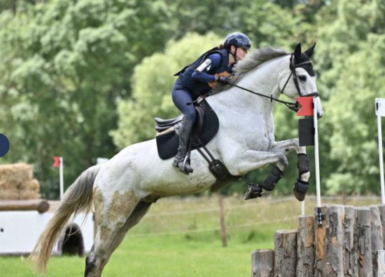 Hongre - SF - 11 ans - CCE - A CONFIER 