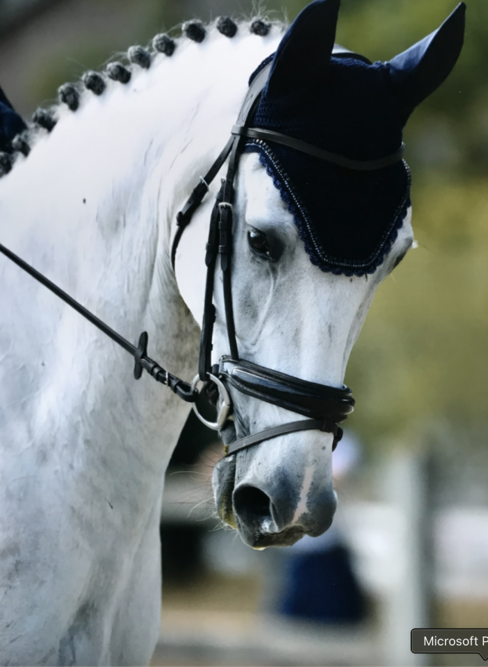 Hongre - SF - 11 ans - CCE - A CONFIER 