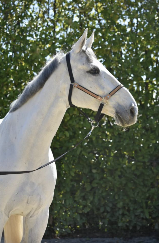 Hongre - SF - 11 ans - CCE - A CONFIER 