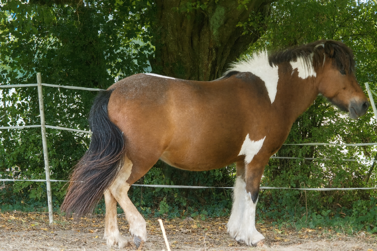 A vendre jument islandaise : Diana Des Campeaux        