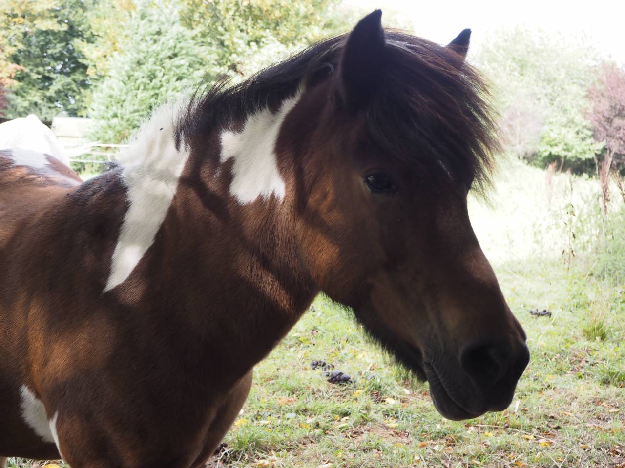 A vendre jument islandaise : Diana Des Campeaux        