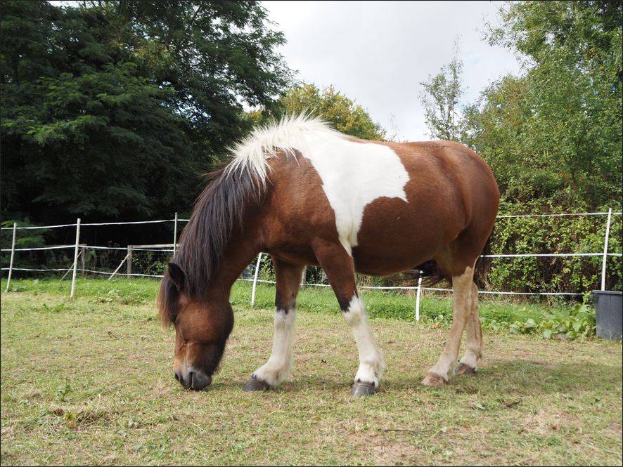 A vendre jument islandaise : Diana Des Campeaux        