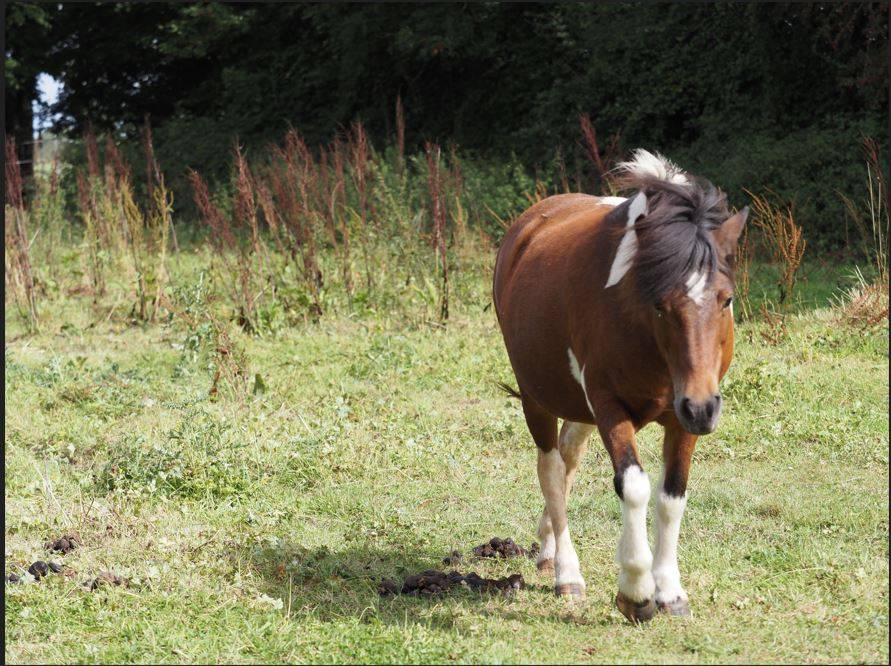 A vendre jument islandaise : Diana Des Campeaux        
