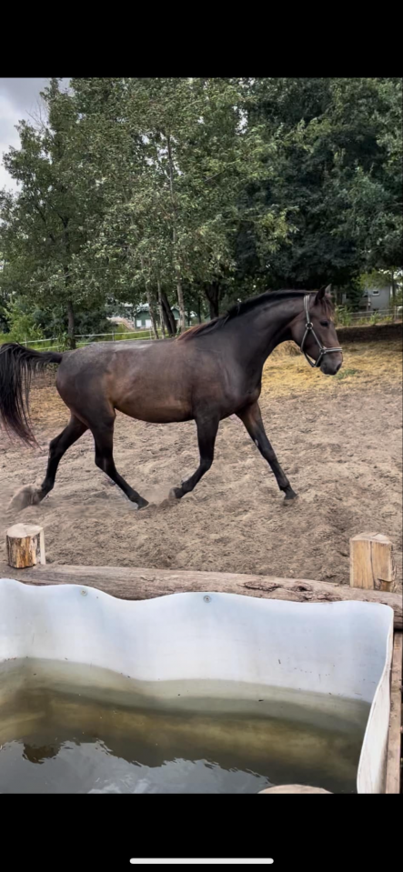 Jument &agrave; vendre