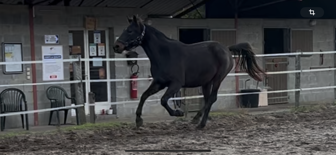 Jument &agrave; vendre