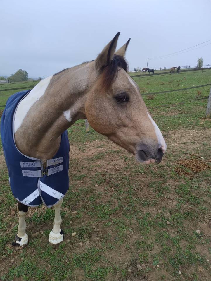 CHEVAL A PRENDRE EN DEMI PENSION 