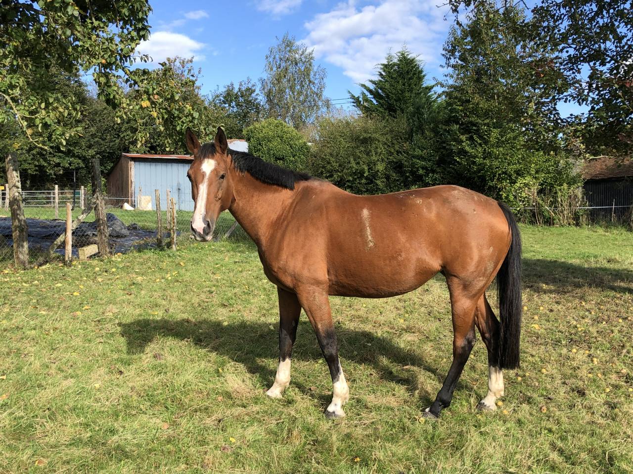 Remise en vente top poulinière 