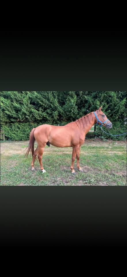 Hongre pur sang arabe