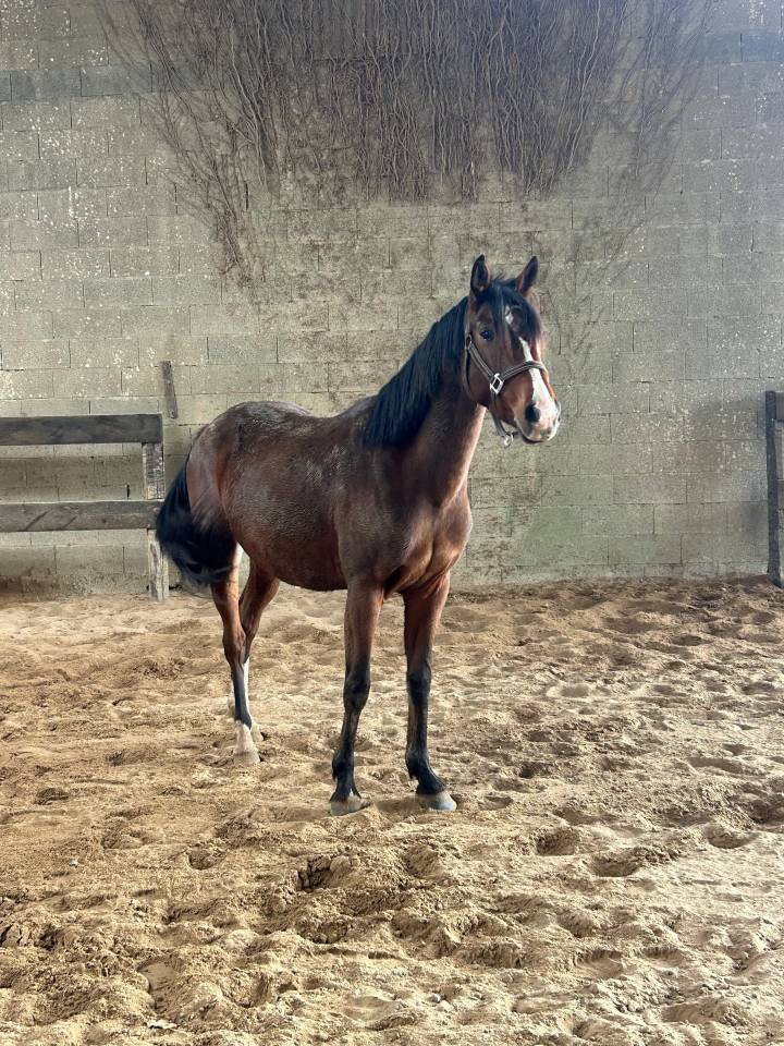 Kaly de Louans  Femelle OC de 5ans