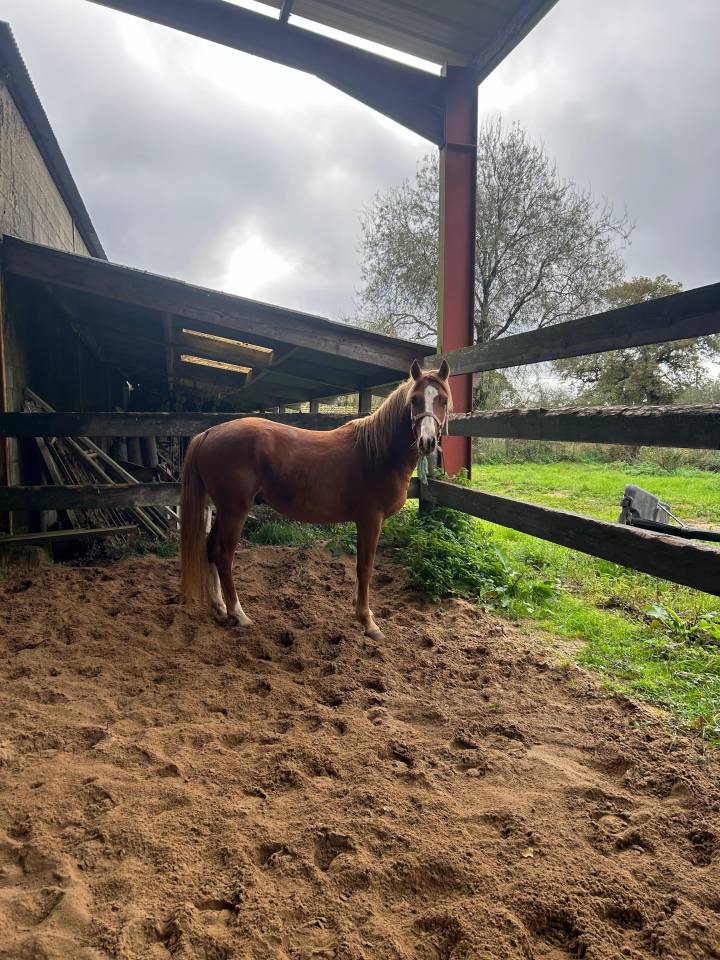 Malabar de Louans,  Entier WPB de 3ans