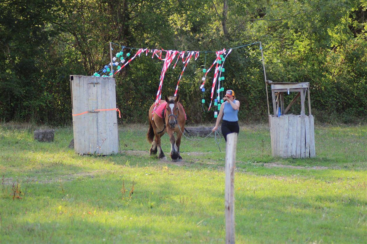  pouliche ardennaise 2 ans