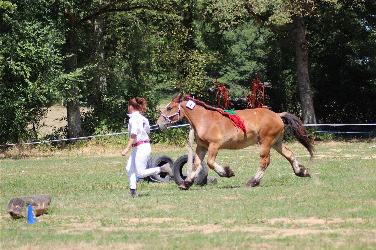  pouliche ardennaise 2 ans