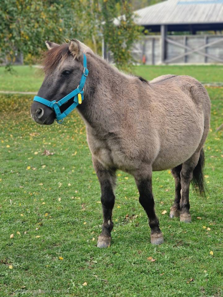 À vendre Poney B