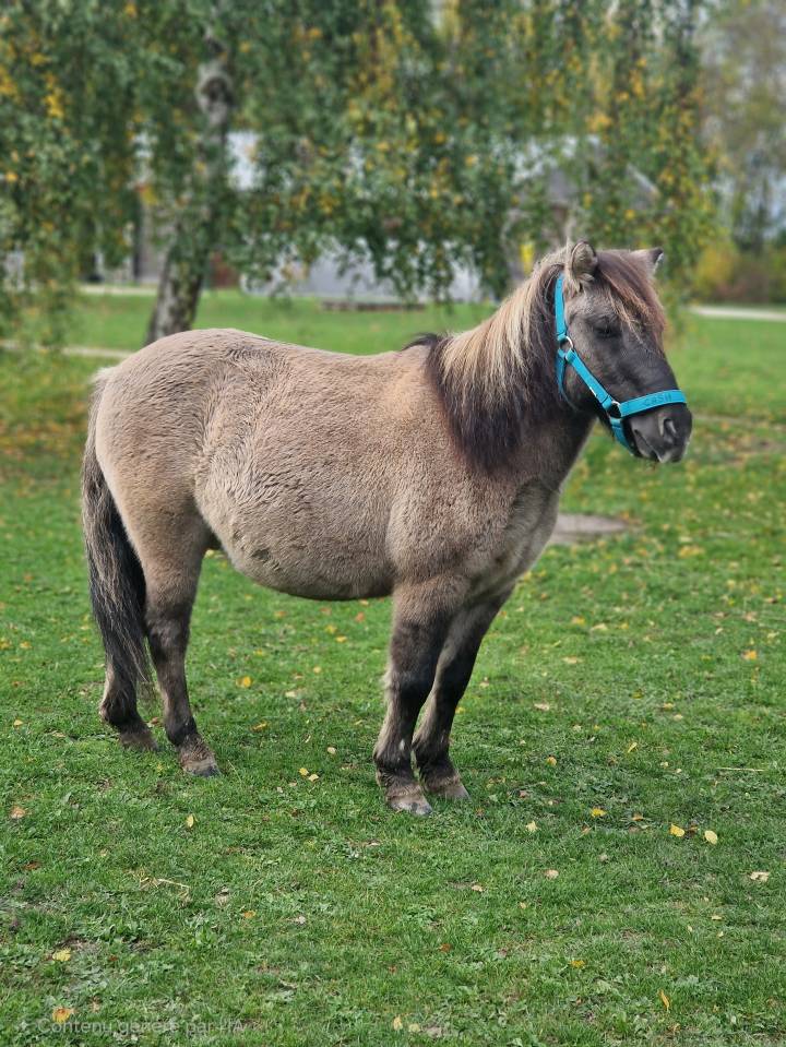 À vendre Poney B