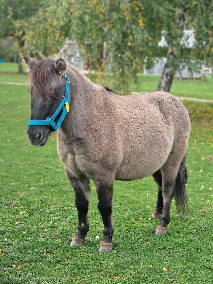 À vendre Poney B