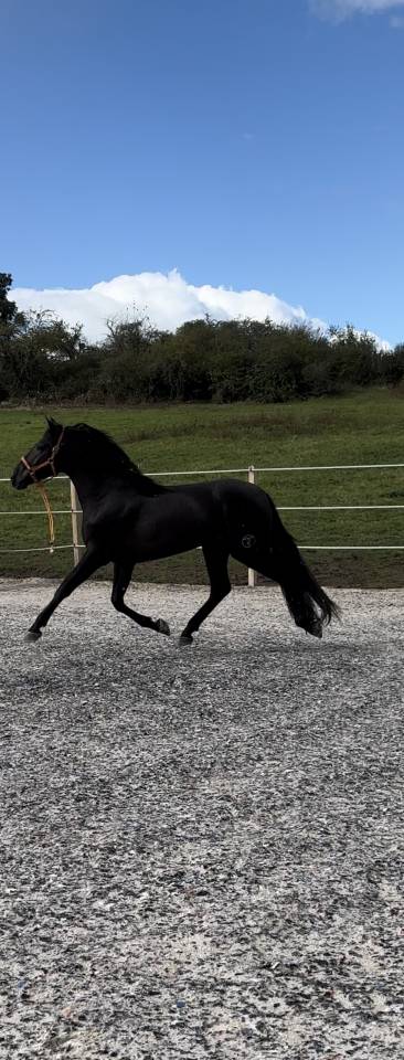 cheval pure race espagnole 