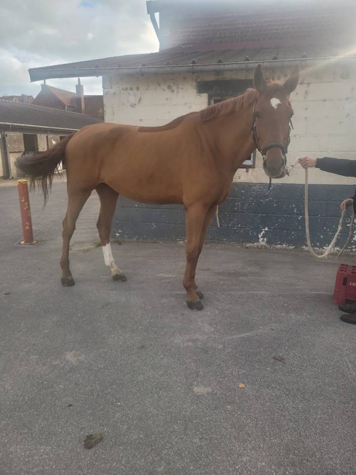 Jument selle francais 7 ans 