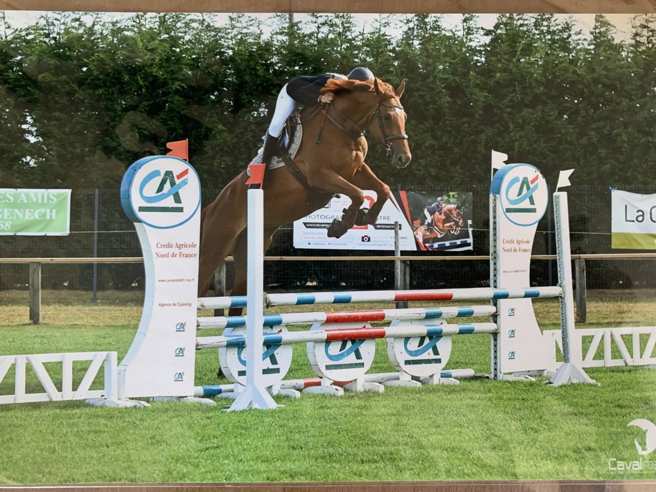 Jument selle francais 7 ans 