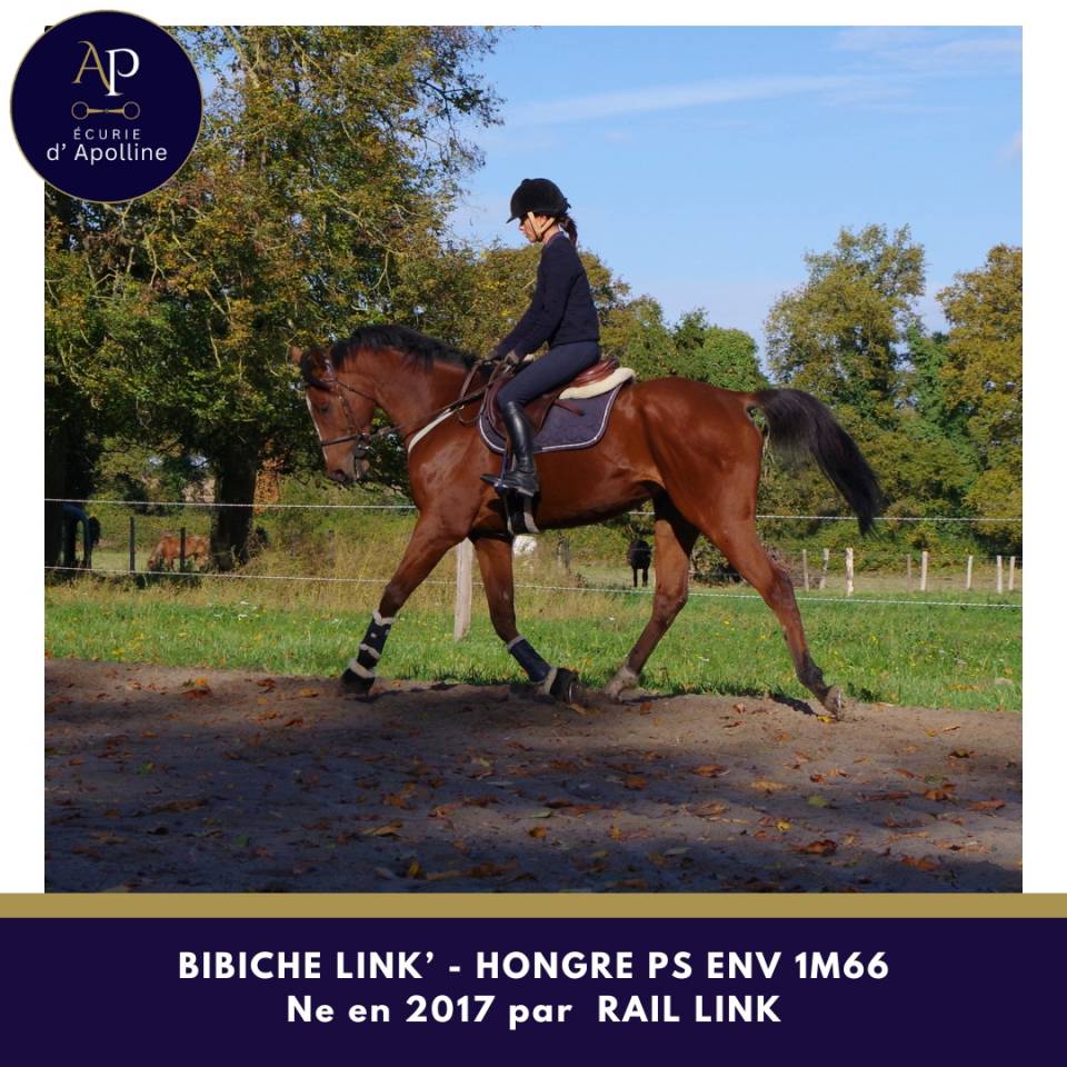 Hongre top équilibre env 1m66