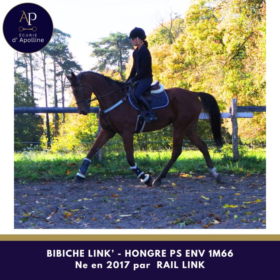 Hongre top équilibre env 1m66