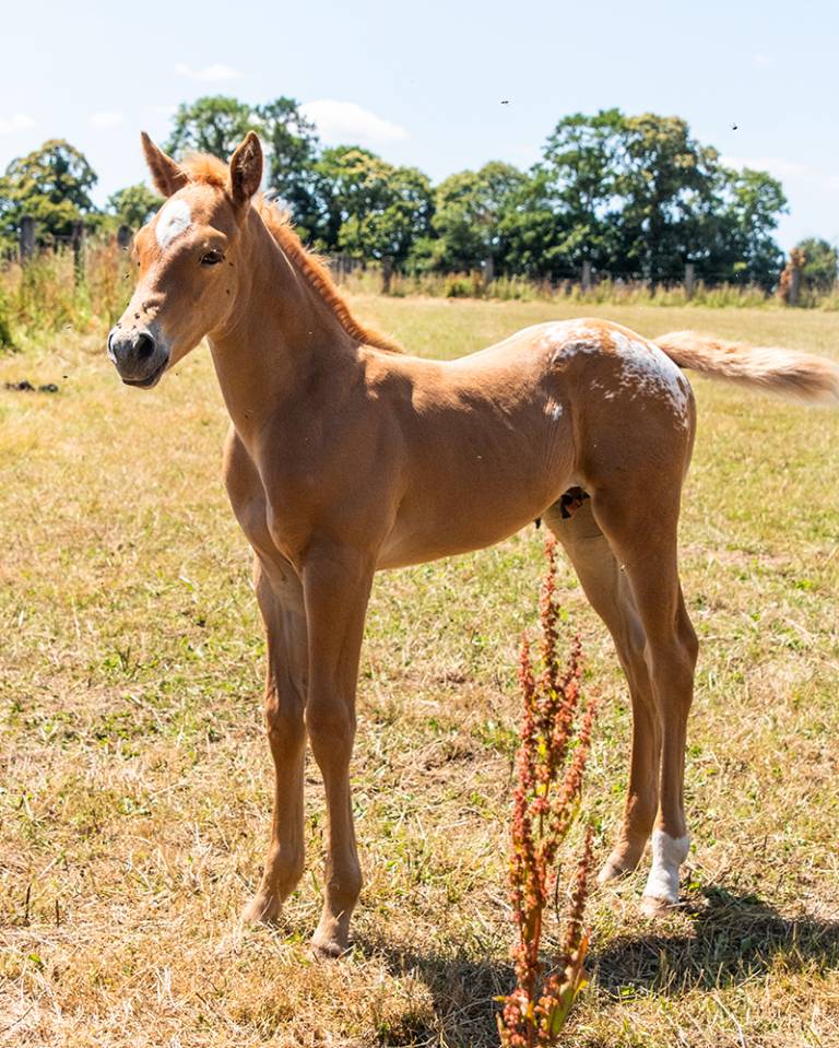 Poulain  appaloosa